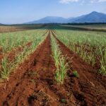 From trash to treasure: turning high-emissions waste into fertiliser