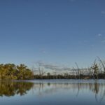 Gayini: where science meets traditional knowledge in restoring former cotton country