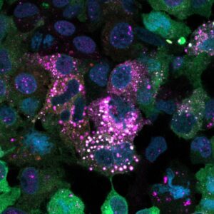 Sweet discovery rewrites understanding of how our bodies store sugar