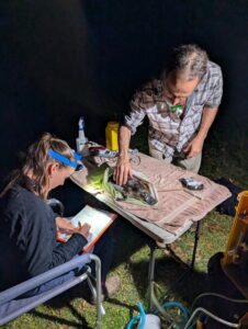 Platypus population expands to 20 in Royal National Park: latest survey